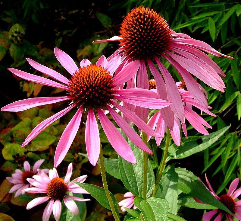 Эхинацея. Эхинацея пурпурная (Echinacea purpurea). Эхинацея рудбекия пурпурная. Эхинацея Прери Сплендор. Эхинацея Примадонна дип Роуз.