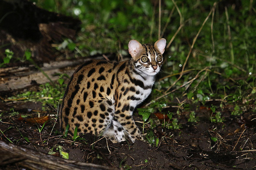 Редкие коты. Prionailurus bengalensis. Бенгальская кошка Дикая. Леопардовый кот Prionailurus bengalensis. Кошки бенгальской дикой (Prionailurus bengalensis).